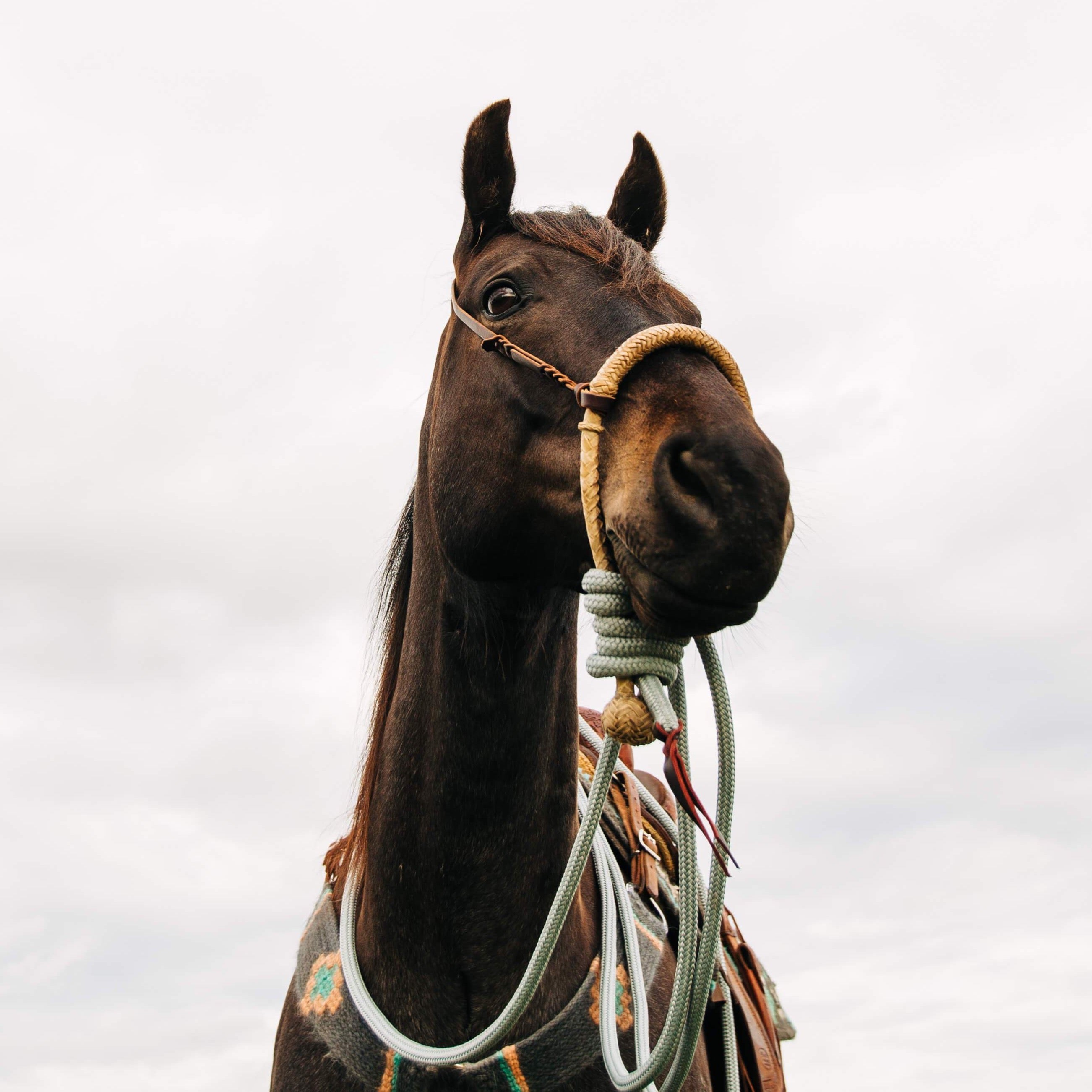 22 Ft Clinician Mecate Reins